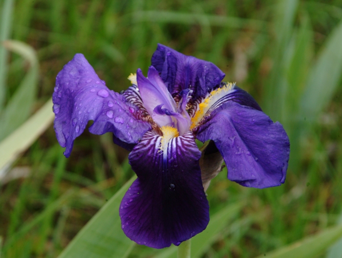 Iris marsica / Iris marsicano